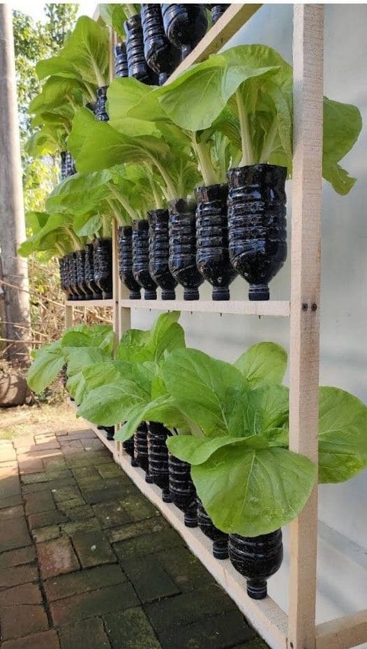 Horta em garrafas PET