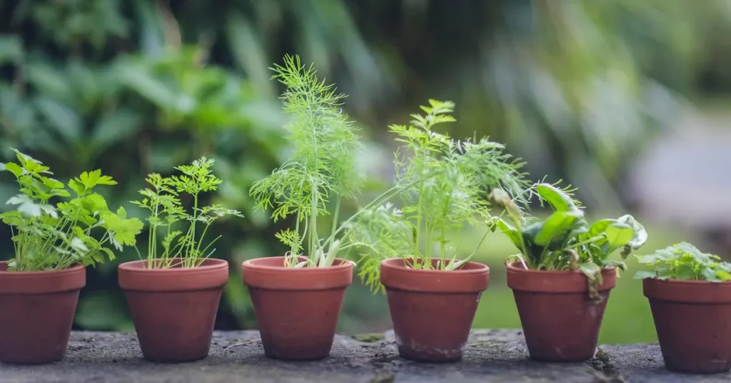 5 Formas de Criar Hortas em Casa para Decorar Seu Espaço